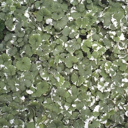 Nepeta 1L