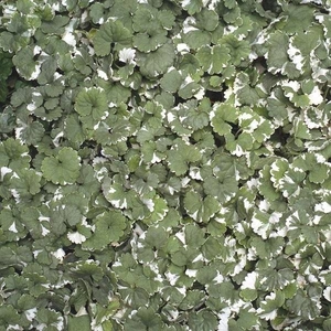 Nepeta 1L