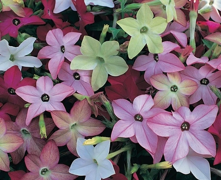 Nicotiana Cuba Mix 6 Pack