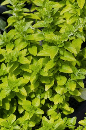 Oregano Aureum Gold 1L