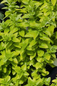 Herb Oregano aureum Gold 1L