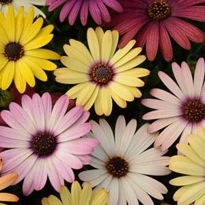 Osteospermum Akila Mix Grand Canyon 4 Pack