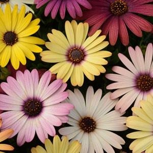 Osteospermum Akila Mix Grand Canyon 4 Pack