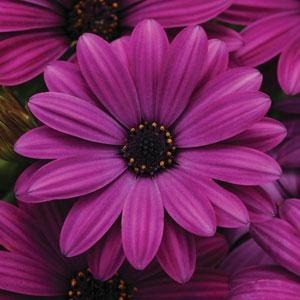 Osteospermum Akila Purple 4 Pack