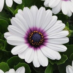 Osteospermum Akila White Purp Eye 4 Pack
