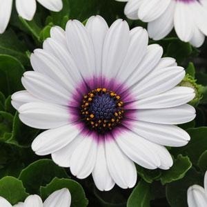 Osteospermum Akila White Purp Eye 4 Pack