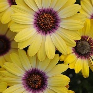 Osteospermum Dalina Blue Eye Beauty 1L
