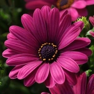 Osteospermum Dalina Purple Dark 1L