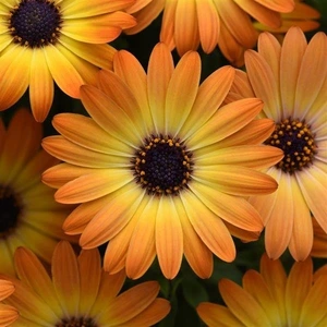 Osteospermum Dalina Sunshine Beauty 1L
