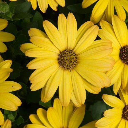 Osteospermum Akila Yellow Sh 4 Pack
