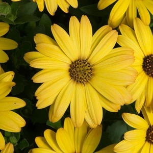 Osteospermum Akila Yellow Sh 4 Pack