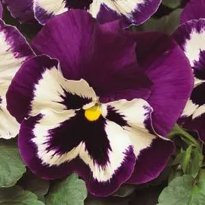 Pansy Matrix Purple White 6 Pack