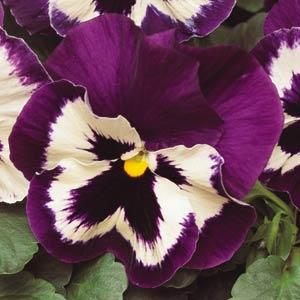Pansy Matrix Purple White 6 Pack