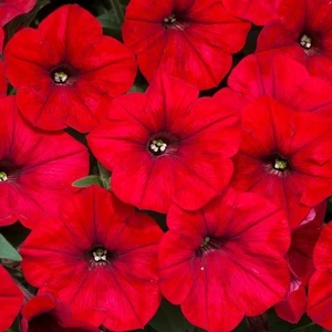 Petunia Easy Wave Red 10.5cm