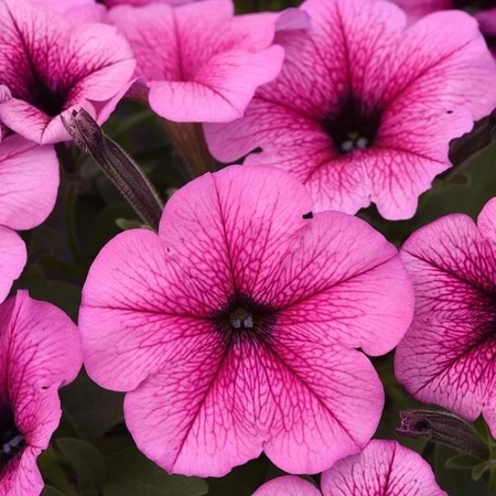 Petunia Easy Wave Rose Fusion 10.5cm