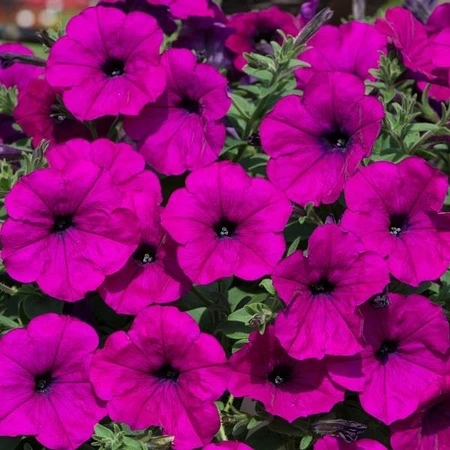 Petunia Easy Wave Violet 10.5cm