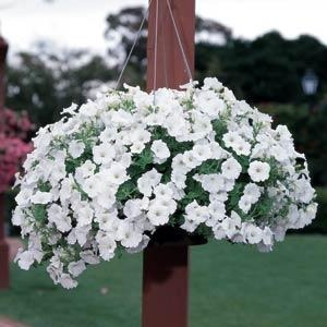 Petunia Easy Wave White 10.5cm