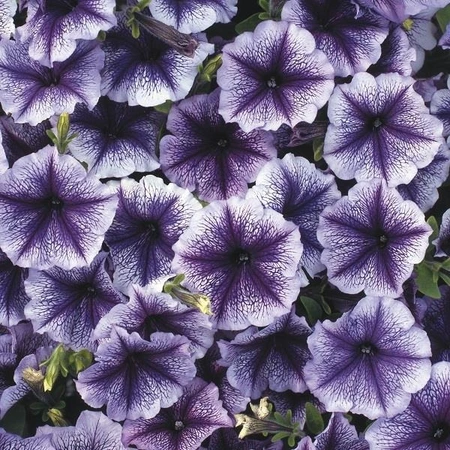 Petunia Frenzy Blue Vein 6 Pack