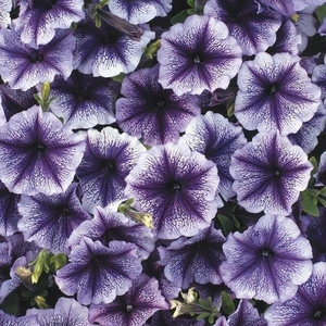 Petunia Frenzy Blue Vein 6 Pack