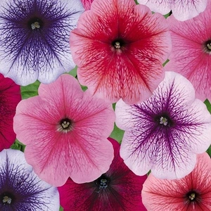 Petunia Frenzy Mix Reflections 6 Pack