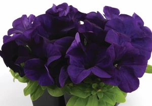 Petunia Pacta Parade Blue 6 Pack