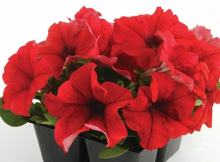 Petunia Pacta Parade Red 6 Pack