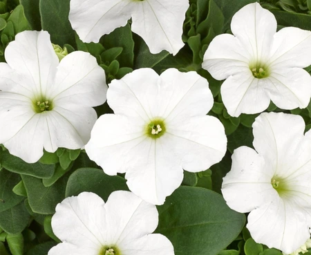 Petunia Pacta Parade White 6 Pack