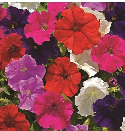 Petunia Picobella Mix 6 Pack