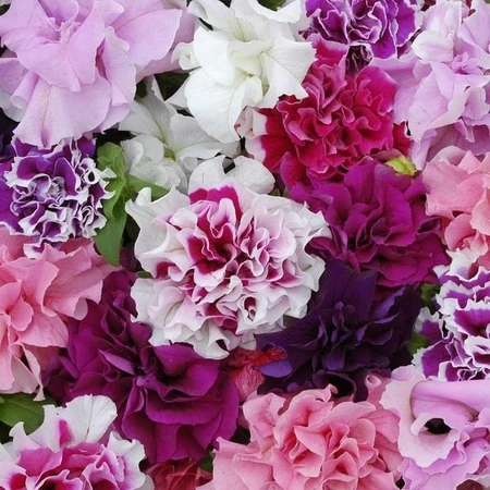 Petunia Double Pirouette Mix 6 Pack