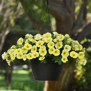 Petunia Bees Knees 10.5cm