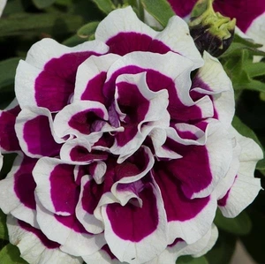 Petunia Double Tumbelina Bella 10.5cm