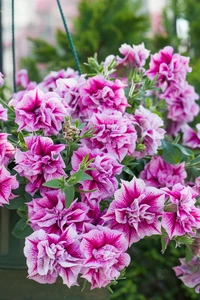 Petunia Double Tumbelina Helena 10.5cm