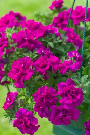 Petunia Double Tumbelina Savanna 10.5cm