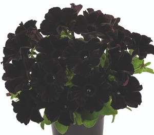 Petunia GoTunia Black 10.5cm