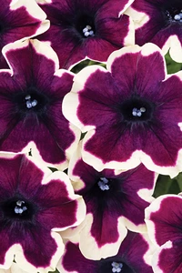 Petunia GoTunia French Kiss 10.5cm