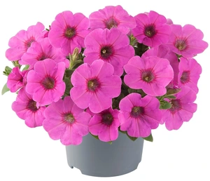 Petunia GoTunia Pink 10.5cm