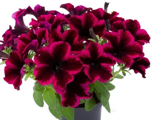 Petunia GoTunia Purple Cosmic 10.5cm