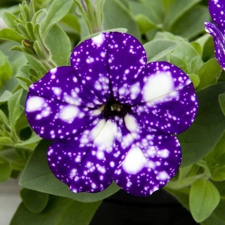 Petunia NightSky 1L