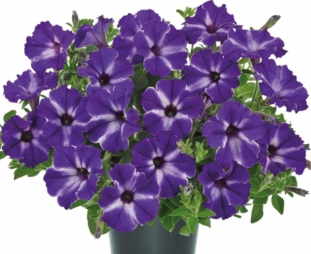 Petunia Viva Blue Stardust 10.5cm