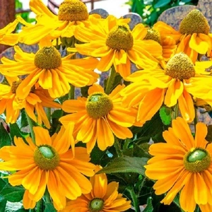 Rudbeckia Amarillo Gold 2L