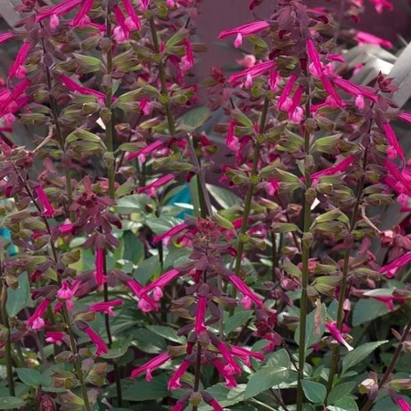 Salvia Salmia Purple Dark 2L