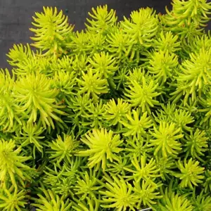 Sedum Angelina 10.5cm HPP