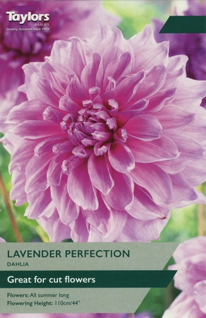 Dahlia Lavender Perfection I P/P