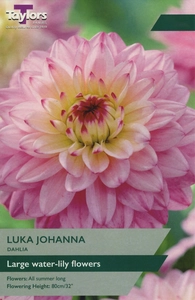 Dahlia Luka Johanna I P/P