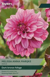 Dahlia Melissa Anna Marijke I P/P