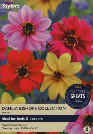 Dahlia Bishops Collection Gg