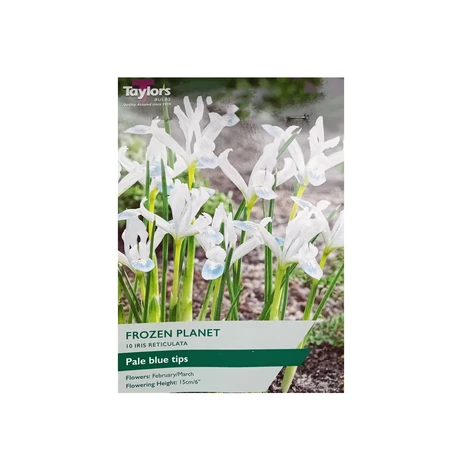 Iris Reticulata Frozen Planet 5-6 P/P
