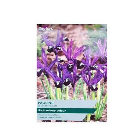 Iris Reticulata Pauline 5+ P/P