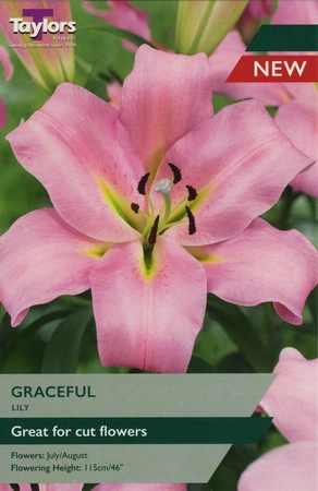 Lily Gracefull 16-18 P/P