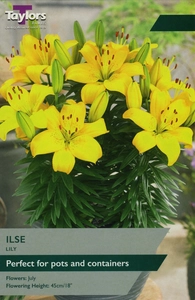 Lily Ilse 12-14 P/P